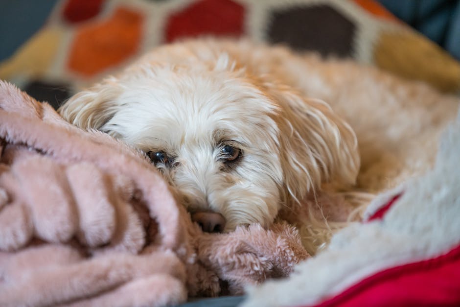 醫療保險的重要性與行動指南